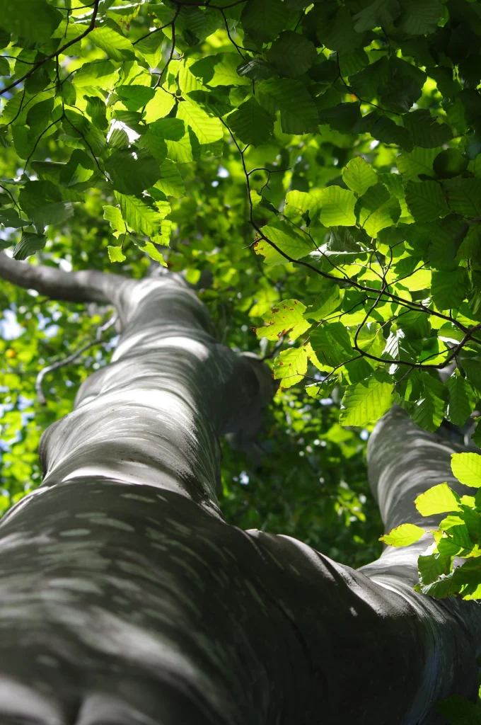 a beech tree which is used to create modal fabric